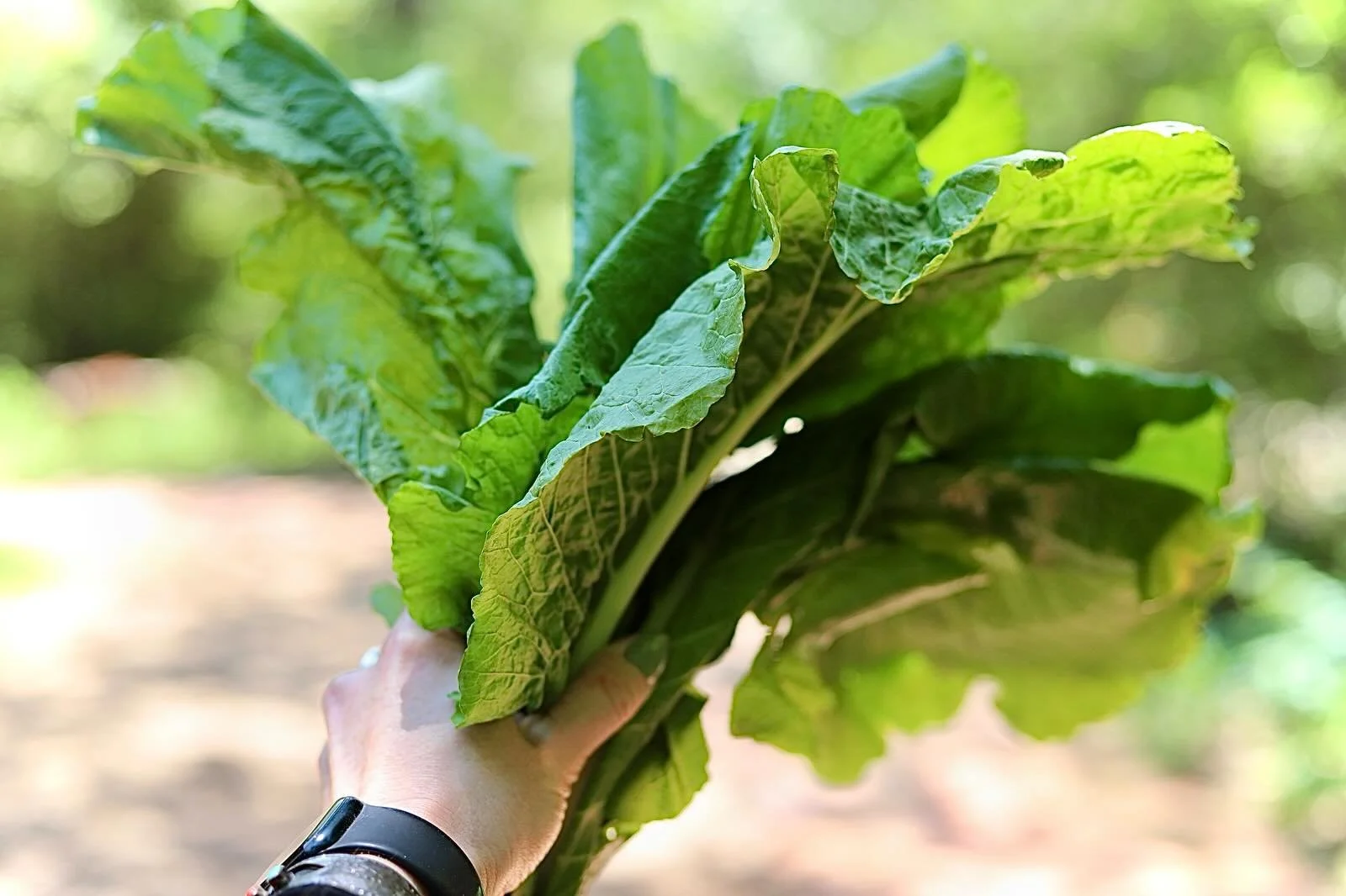 Tonight&rsquo;s menu, from our Farm + around our great state [ @farmtotabletx @riofreshfarms @millkingmilk @gundermann_acres @littlebearproduce @doublegatefamilyfarm @centraltexasoliveranch ]